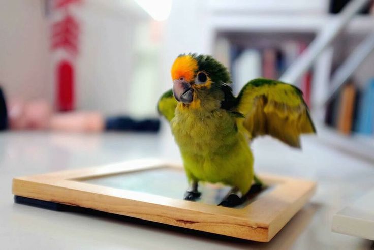 Conure de Finsch sur un cadre
